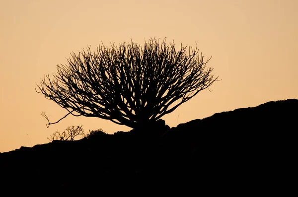 Shrub Euphorbia Regis Jubae Заході Сонця Нюбло Сільський Парк Теджеда — стокове фото