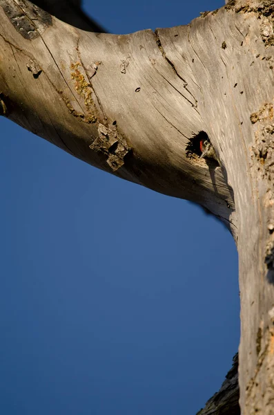 その巣の入り口に偉大な斑点のあるキツツキDendrocopos主要なThanneriのチェック イナグア テジェダ グラン カナリア カナリア諸島 スペイン — ストック写真