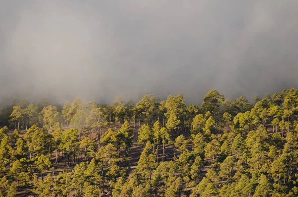 Bos Van Canarische Eiland Dennen Pinus Canariensis Mist Integraal Natuurreservaat — Stockfoto