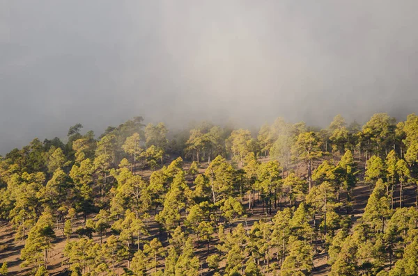 카나리아 소나무핀 카나리 엔시스 Pinus Canariensis Integral Natural Reserve Inagua — 스톡 사진