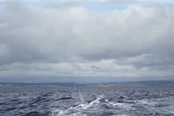 Mewy Latające Nad Morzem — Zdjęcie stockowe