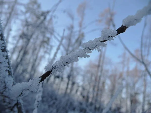 有被雪和霜冻覆盖的树枝 — 图库照片