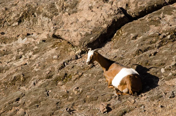 Female Goat Capra Aegagrus Hircus Resting Integral Natural Reserve Inagua — Stock Photo, Image