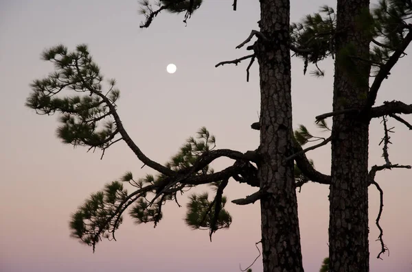 金丝雀岛上的松树是金丝雀 黎明时分满月 Alsandara Inagua自然保护区 泰姬达大加那利亚加那利群岛 西班牙 — 图库照片