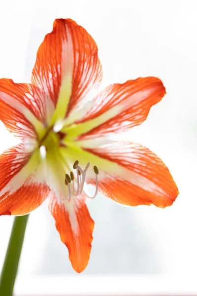Schöne Blumen Flora Und Natur — Stockfoto
