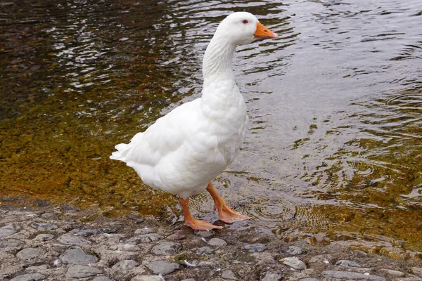 Witte Gans Het Meer — Stockfoto