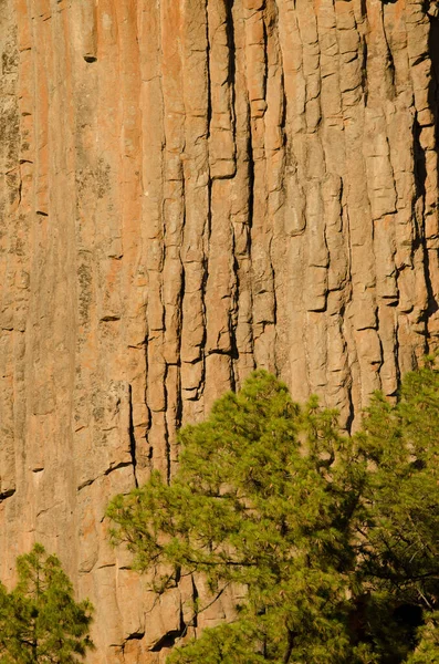 Скеля Базальтовими Колонадами Лісом Сосни Pinus Canariensis Канарського Острова Морро — стокове фото