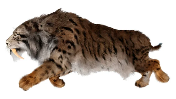 Rendering Bellissimo Gatto Isolato Sfondo Bianco — Foto Stock