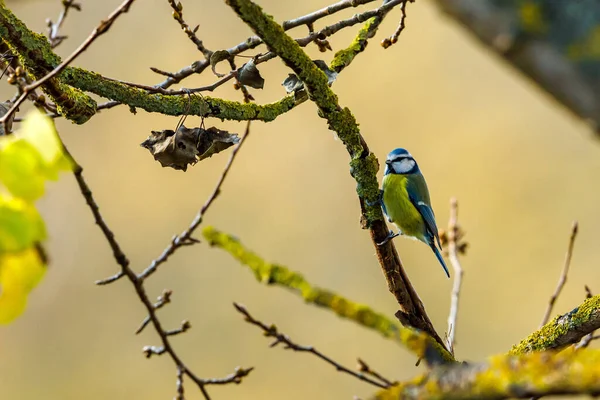 Uccello Seduto Ramo Albero — Foto Stock