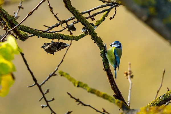 Ein Vogel Sitzt Auf Einem Ast Eines Baumes — Stockfoto