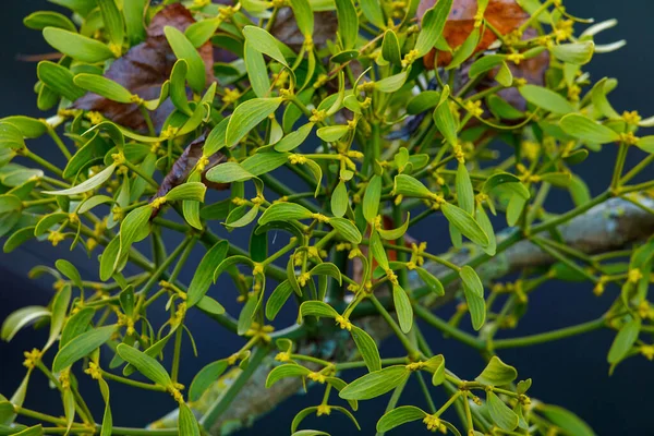 Grüne Blätter Eines Baumes Garten — Stockfoto