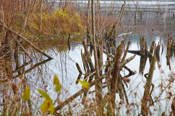 Habitat Lande Dans Lequel Nombreux Animaux Plantes Sont Indigènes — Photo