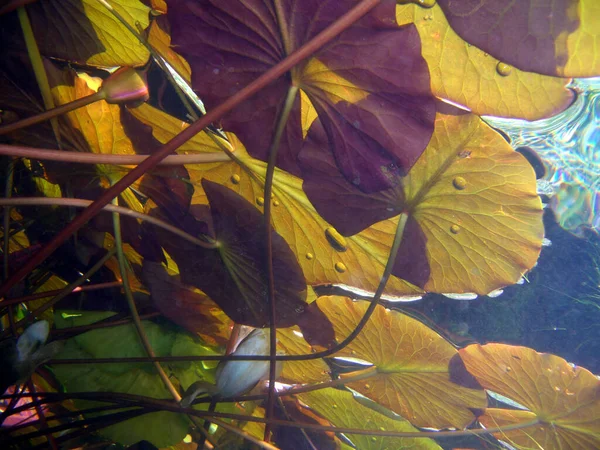 Water Lily Forest Underwater Landscape Lake Kulkwitz Leipzig Saxony Germany — Stock Photo, Image