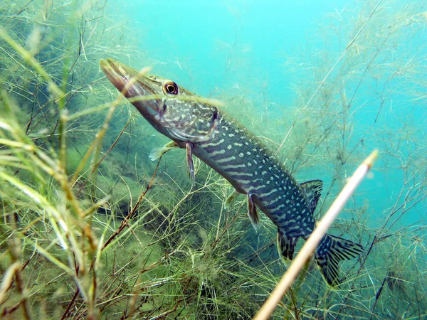 Porträt Hecht Esox Lucius Kulkwitzer See Leipzig Sachsen Deutschland — Stockfoto