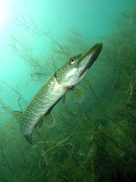 德国萨克森莱比锡Kulkwitz湖的梭鱼 Esox Lucius — 图库照片