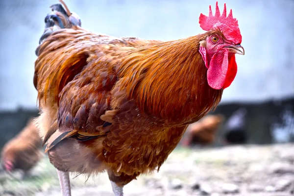 Galinhas Tradicional Fazenda Aves Capoeira Livre — Fotografia de Stock