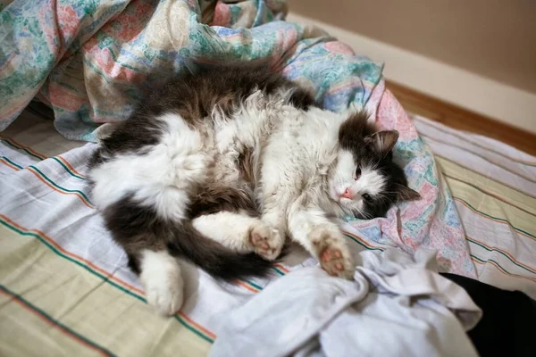 Cute Cat Lying Bed — Stock Photo, Image