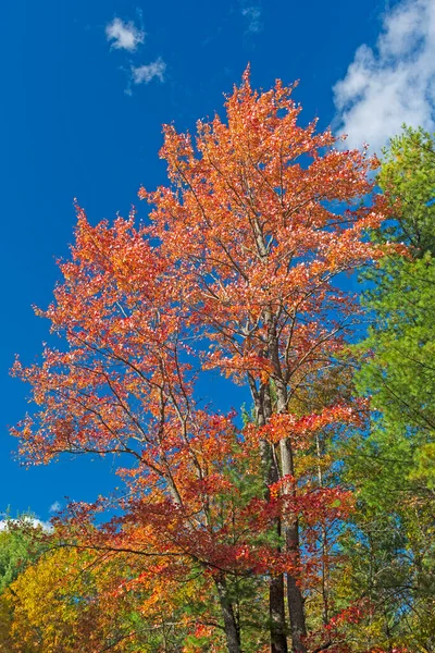 Red Leaves Blue Sky Státním Parku Guvernéra Thompsona Wisconsinu — Stock fotografie