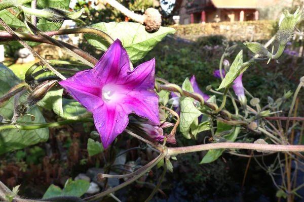 common morning-glory, tall morning-glory or purple morning glory (Ipomoea purpurea) in the garden, Weilerswist, North Rhine-Westphalia, Germany