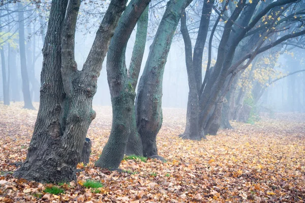 Foresta Autunnale Fangosa Con Nebbia Foglie Terra — Foto Stock