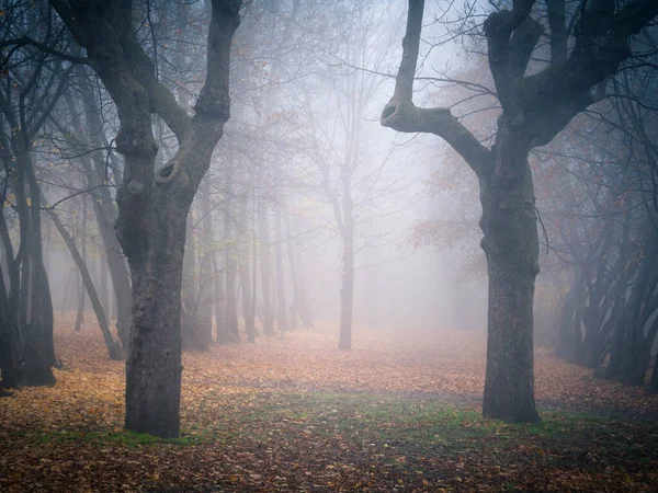 Moody Jesienny Las Mgłą Liści Ziemi — Zdjęcie stockowe