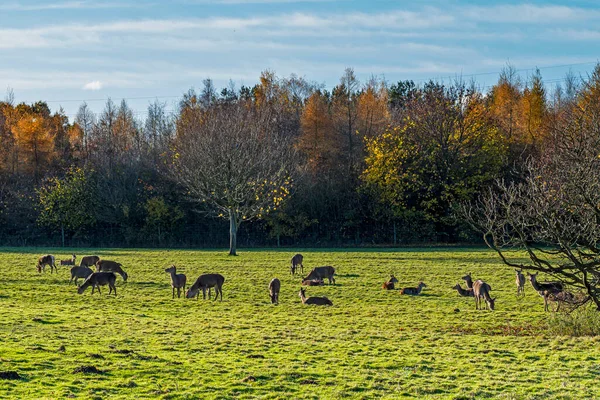 Czerwony Jeleń Cervus Elaphus Zielonym Polu Otoczonym Drzewami Kolorowymi Liśćmi — Zdjęcie stockowe