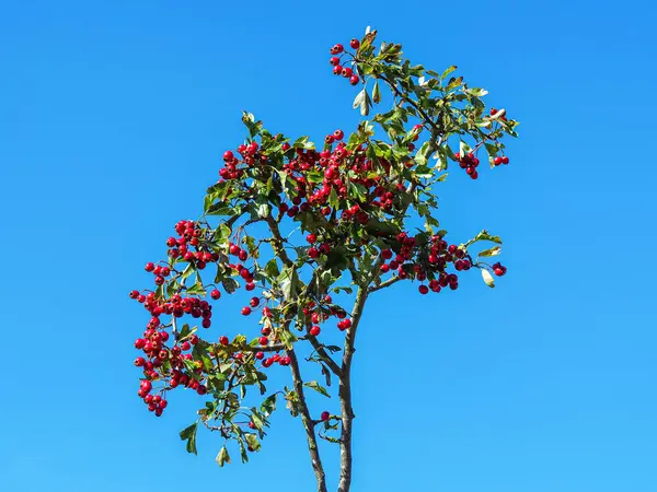 Mirando Hacia Arriba Las Bayas Espino Rojo Crataegus Contra Cielo — Foto de Stock