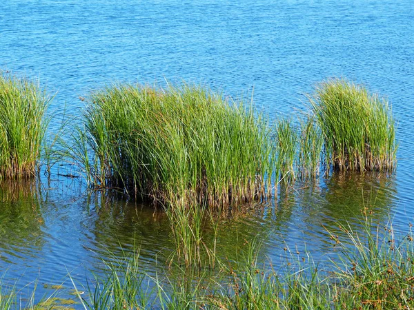 Gras Klonters Groeiend Het Blauwe Water Van Een Waterplas — Stockfoto
