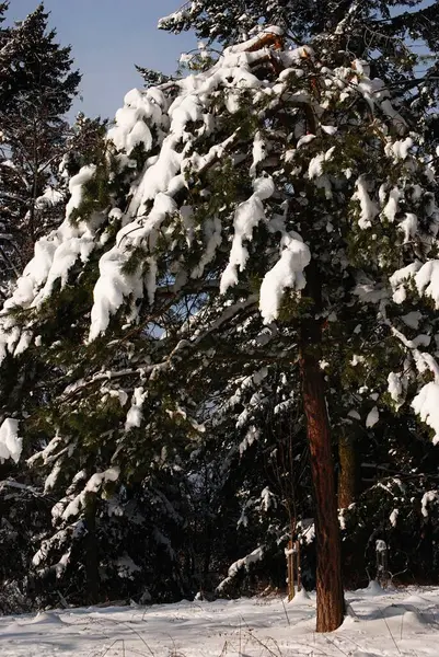 モミの森は雪で覆われている — ストック写真