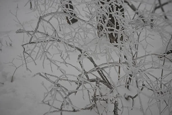 有被雪和霜冻覆盖的树枝 — 图库照片