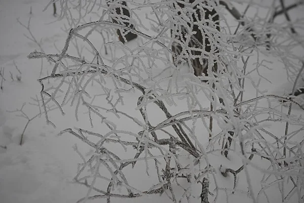 Zijn Vleugels Bedekt Met Sneeuw Vorst — Stockfoto