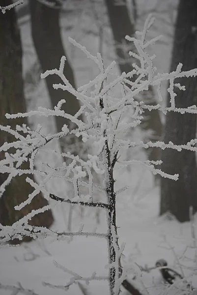 雪のある美しい冬の森 — ストック写真