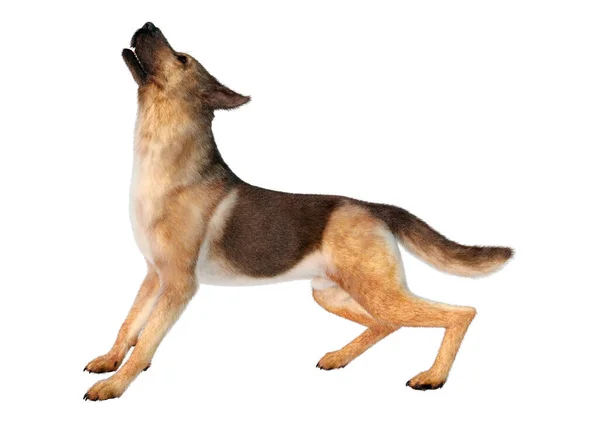 Зображення Німецького Собаки Пастуха Ізольованого Білому Тлі — стокове фото