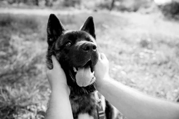 Amerikanischer Akita Hund Geht Mit Einem Mann Und Einem Mädchen — Stockfoto