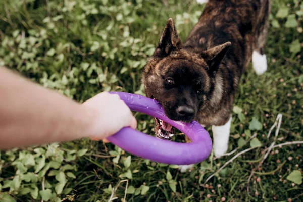 American Akita Perro Para Paseo Con Chico Una Chica Pradera — Foto de Stock