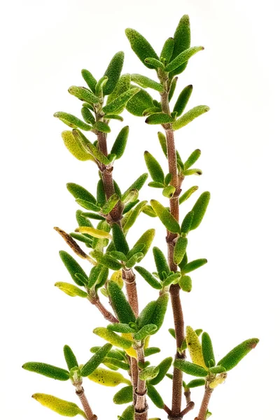 Green Leaves Thyme White Background — Stock Photo, Image