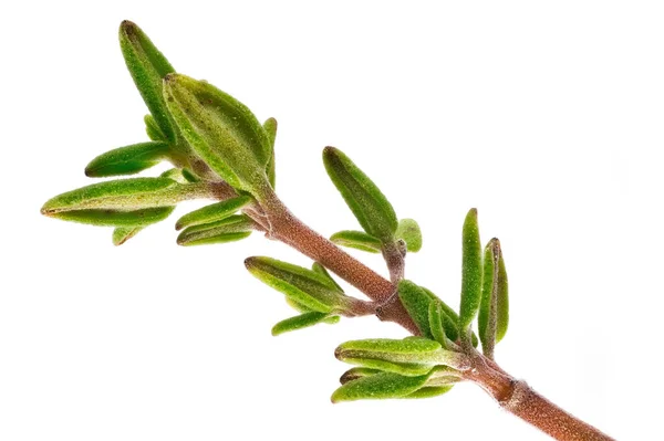 Folhas Verdes Uma Planta Isolada Fundo Branco — Fotografia de Stock