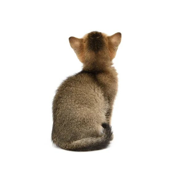 Zlato Zaškrtnuté Kotě Britské Chinchilla Rovně Sedí Bílém Pozadí Izolované — Stock fotografie