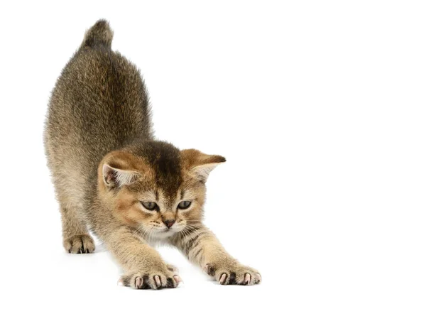 Kitten Golden Ticked British Chinchilla Straight White Isolated Background Kitten — Stock Photo, Image