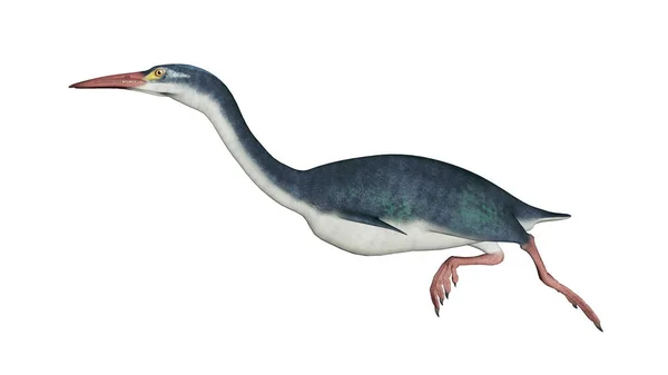 Hesperornis Förhistoriska Fågel Isolerad Vit Bakgrund Render — Stockfoto