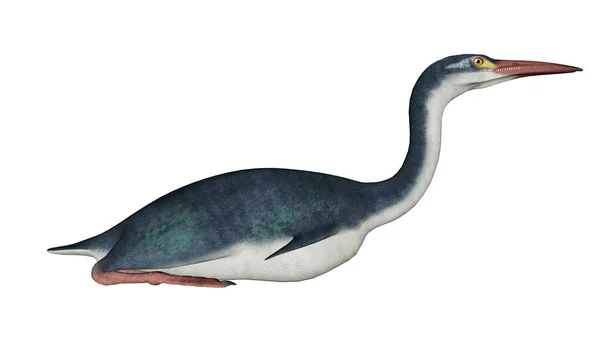 Hesperornis Förhistoriska Fågel Isolerad Vit Bakgrund Render — Stockfoto