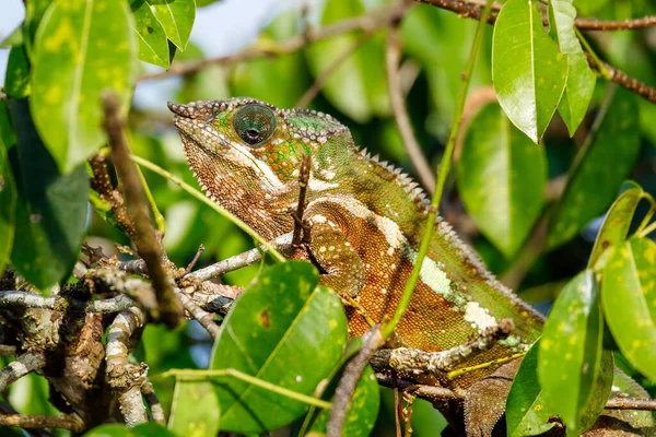 Panther Chameleon Furcifer Pardalis Natural Habitat Rainforest Masoala National Park — Stock Photo, Image