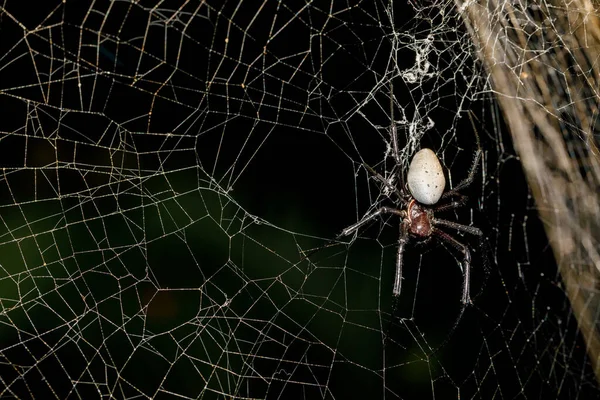 Araignée Blanche Nephilengys Livida Araignée Néphilide Commune Dans Les Habitations — Photo