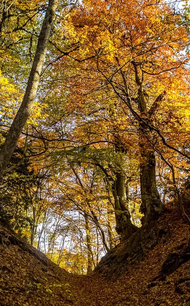 Bela Floresta Outono Nas Montanhas Crimeia Uma Fuga Floresta — Fotografia de Stock