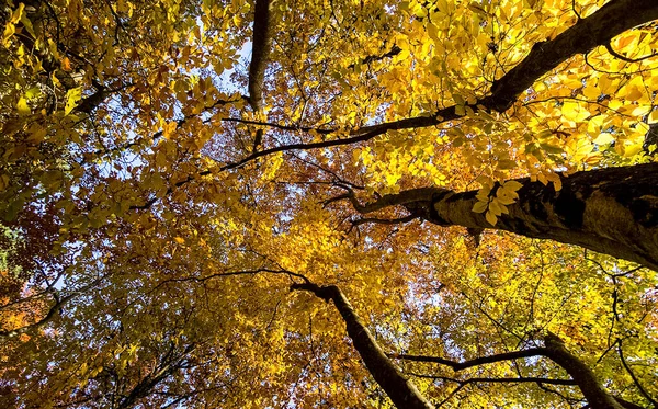 Όμορφο Φθινόπωρο Δάσος Στα Βουνά Της Κριμαίας Μια Βδέλλα Στο — Φωτογραφία Αρχείου