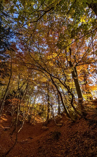 Bela Floresta Outono Nas Montanhas Crimeia Uma Fuga Floresta — Fotografia de Stock
