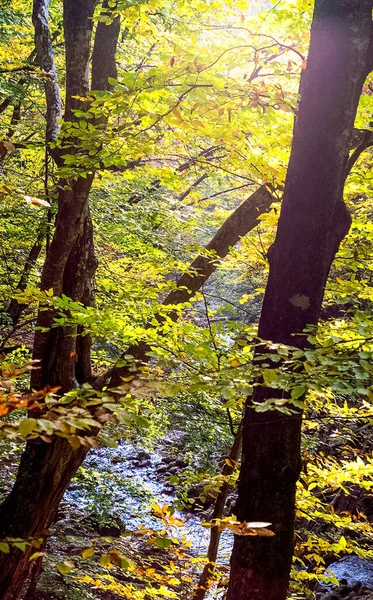 Gyönyörű Őszi Erdő Krím Hegységben Egy Levél Erdőben — Stock Fotó