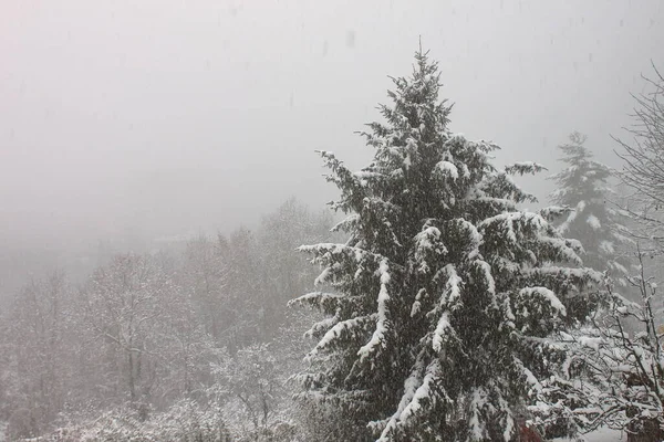 Winterlandschap Met Besneeuwde Bomen — Stockfoto