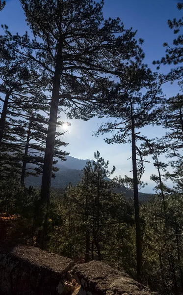 Las Montañas Los Bosques Crimea Coníferas Árboles Hoja Caduca Las —  Fotos de Stock
