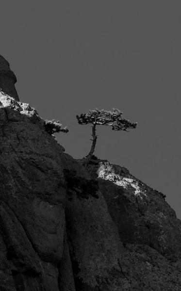 Bergen Wouden Van Krim Naaldbomen Loofbomen Heuvels Van Bergen Rotsen — Stockfoto